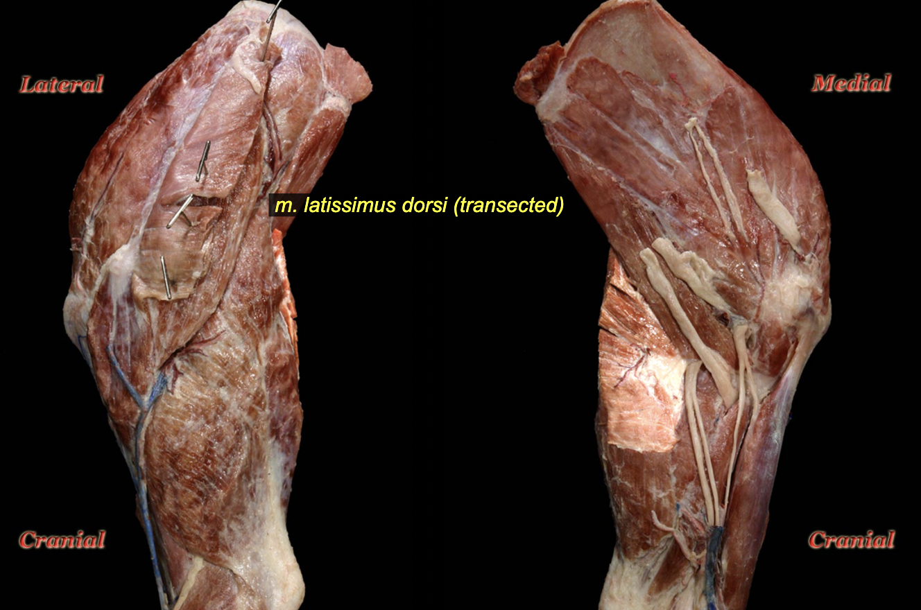 <p>O: Thoracolumbar fascia<br>I: Via an aponeurosis to the tendon of the <em>m. teres major</em> and <em>m. pectoralis profundus</em>.</p><p>N: Thoracodorsal n. (C7-8, T1)<br>A: Adduct limb, draw limb caudad, flex shoulder; when limb is fixed in weight-bearing, draws the trunk forward</p>