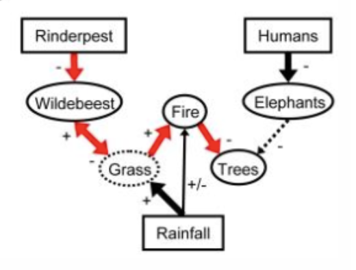 <p>How does rinderpest in serengeti demonstrate impacts on ecosystem? Is it zoonotic?</p>