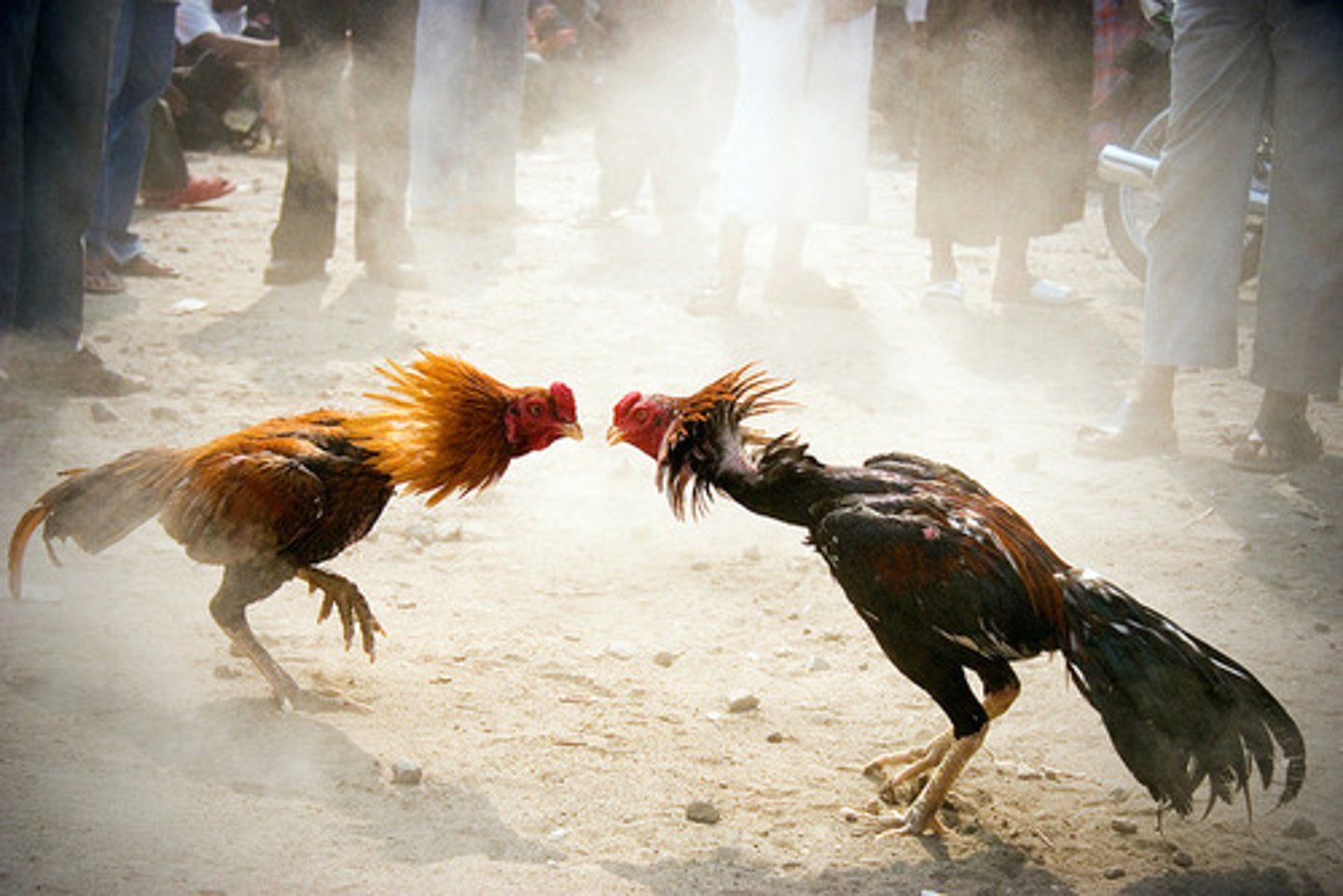 <p>Animals were put on earth for human use and are absolute property, and they do not recognize animals' capacity to feel pain.</p>