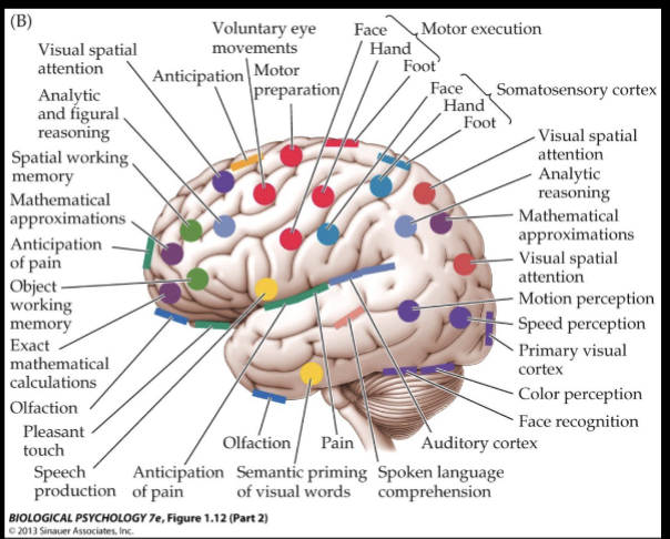 <ul><li><p>A combination of ideas!</p></li><li><p>The brain as a whole is active during any task, but there are areas of peak activity which suggests a single region involves in a particular task&nbsp;</p></li></ul><p></p>