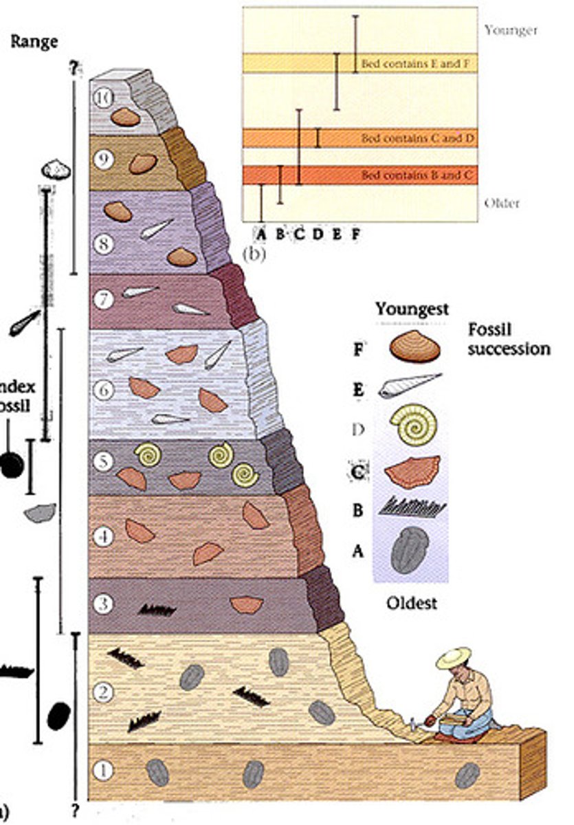 <p>Which fossil is the best index fossil?</p><p>A. A B. B C. C D. D</p>