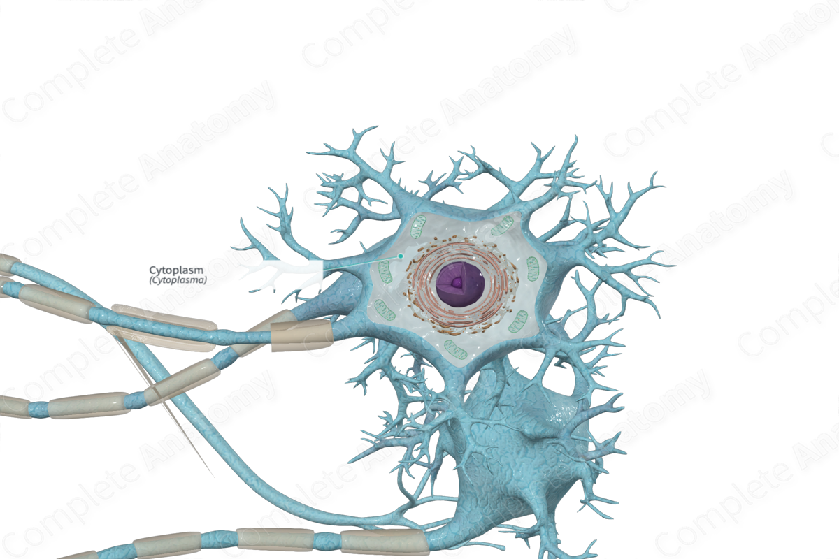 <p>Cytoplasm of the axon </p>