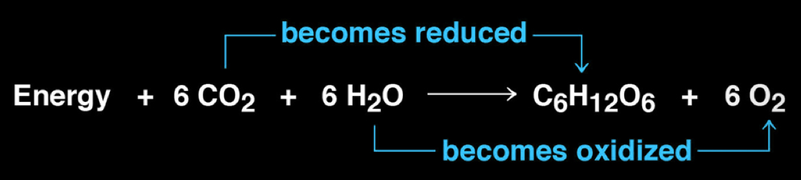 <ul><li><p>process by which light energy is converted to chemical energy and stored in sugar or other organic molecules</p></li><li><p>series of reactions which convert light energy, carbon dioxide, and water → sugar and oxygen</p></li><li><p>involves a series of redox reactions and the passing of electrons</p></li></ul><p></p>