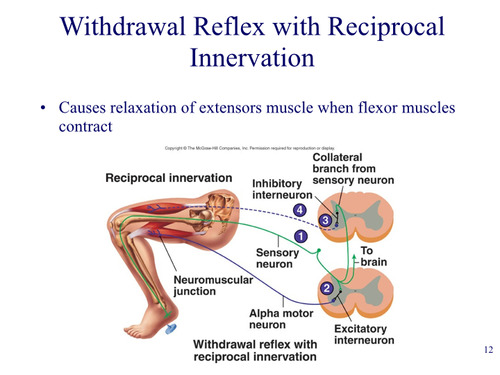 relaxation of extensor muscle when flexor contracts in withdrawal reflex, but is also involved in stretch reflex