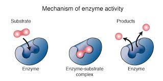 <ul><li><p>A protein that acts as a catalyst for a chemical reaction</p></li><li><p>Each protein has an ‘active site‘ that is shaped for a substrate and therefore binds to it</p></li><li><p>After they bind, the enzyme typically bends the substrate contorting the bonds and making them weaker/easier to break </p></li></ul>