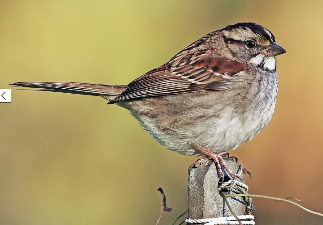 <p>White-throated sparrow</p>