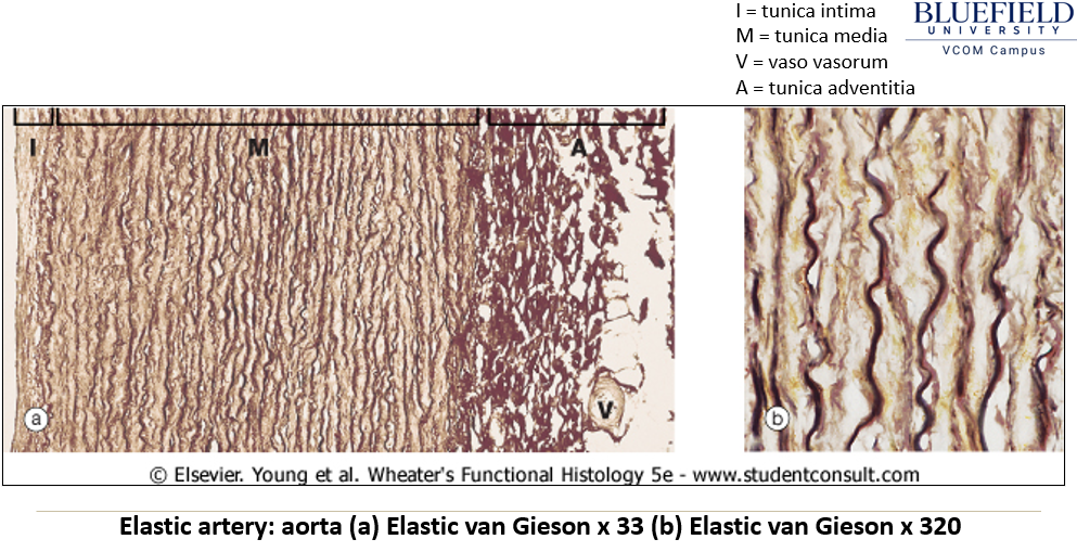 <ul><li><p><strong>Largest arteries</strong> near the heart.</p></li><li><p>Contain <strong>circumferential and fenestrated elastic fibers</strong> in the <strong>tunica media</strong>.</p></li><li><p>Have <strong>internal and external elastic laminae</strong>.</p></li><li><p>Stretch during <strong>systole</strong> and relax between beats to <strong>moderate blood pressure</strong>.</p></li><li><p><strong>Vasa vasorum</strong> supplies blood to the <strong>tunica media</strong>.</p></li></ul><p></p>