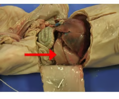 <p>What is the arrow pointing to? What’s it function? </p>