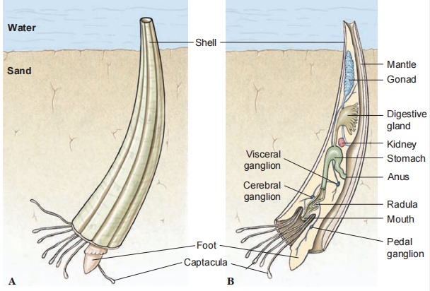 <ul><li><p>“Spade foot,” tusk shells </p></li><li><p>Tubular </p></li><li><p>Anterior feeding tentacls </p></li><li><p>No gills or heart, foot pumps fluids </p></li></ul><p></p>