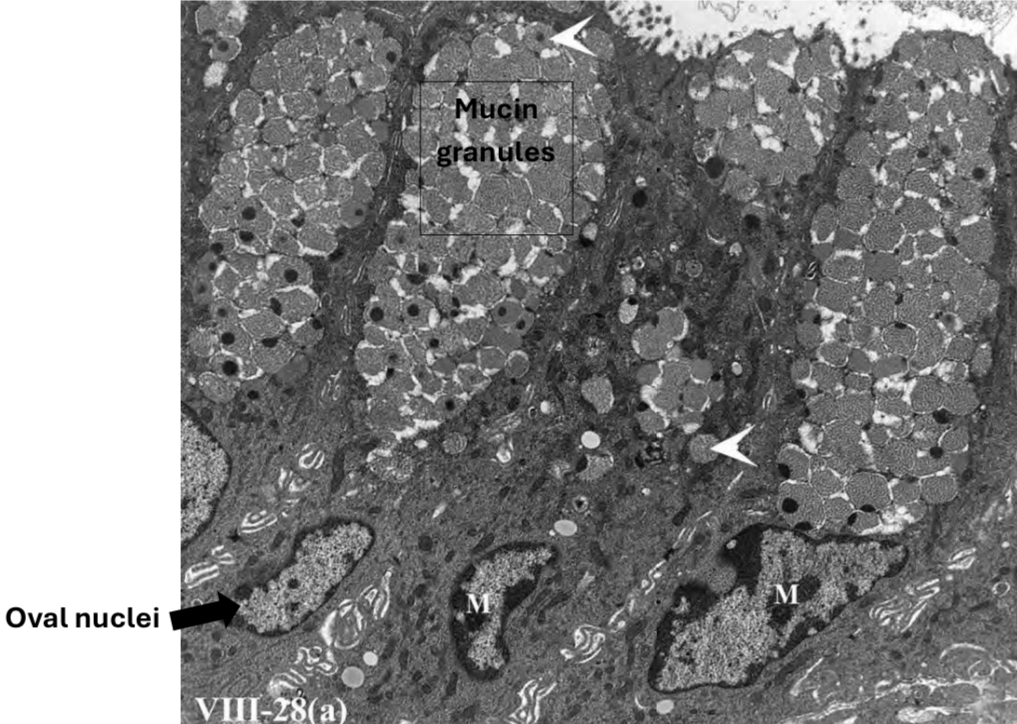 <p>Identification</p>