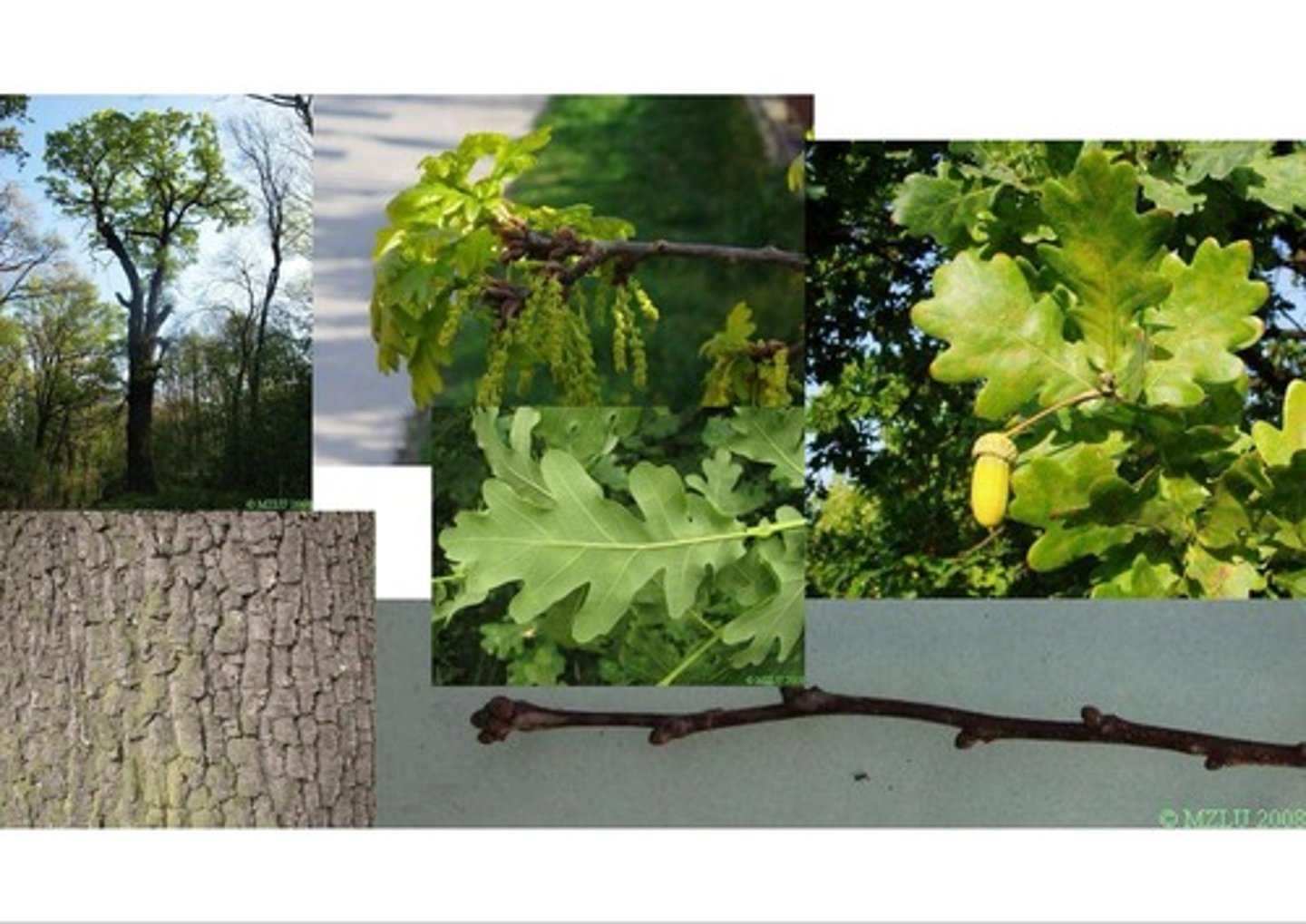 <p>Krátký řapík, postranní pupeny jsou odkloněný od větvičky, žaludy na dlouhé stopce</p>