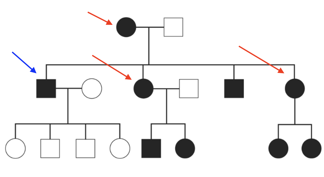 <p>Di truyền ty thể</p><ul data-type="taskList"><li data-checked="true" data-type="taskItem"><label><input type="checkbox" checked="checked"><span></span></label><div><p>Mũi tên xanh: bố</p></div></li><li data-checked="true" data-type="taskItem"><label><input type="checkbox" checked="checked"><span></span></label><div><p>Mũi tên đỏ: mẹ</p></div></li><li data-checked="true" data-type="taskItem"><label><input type="checkbox" checked="checked"><span></span></label><div><p>Mẹ bị bệnh sinh con bị bệnh</p></div></li><li data-checked="true" data-type="taskItem"><label><input type="checkbox" checked="checked"><span></span></label><div><p>Bố bị bệnh sinh con không bị bệnh</p></div></li></ul><p></p>