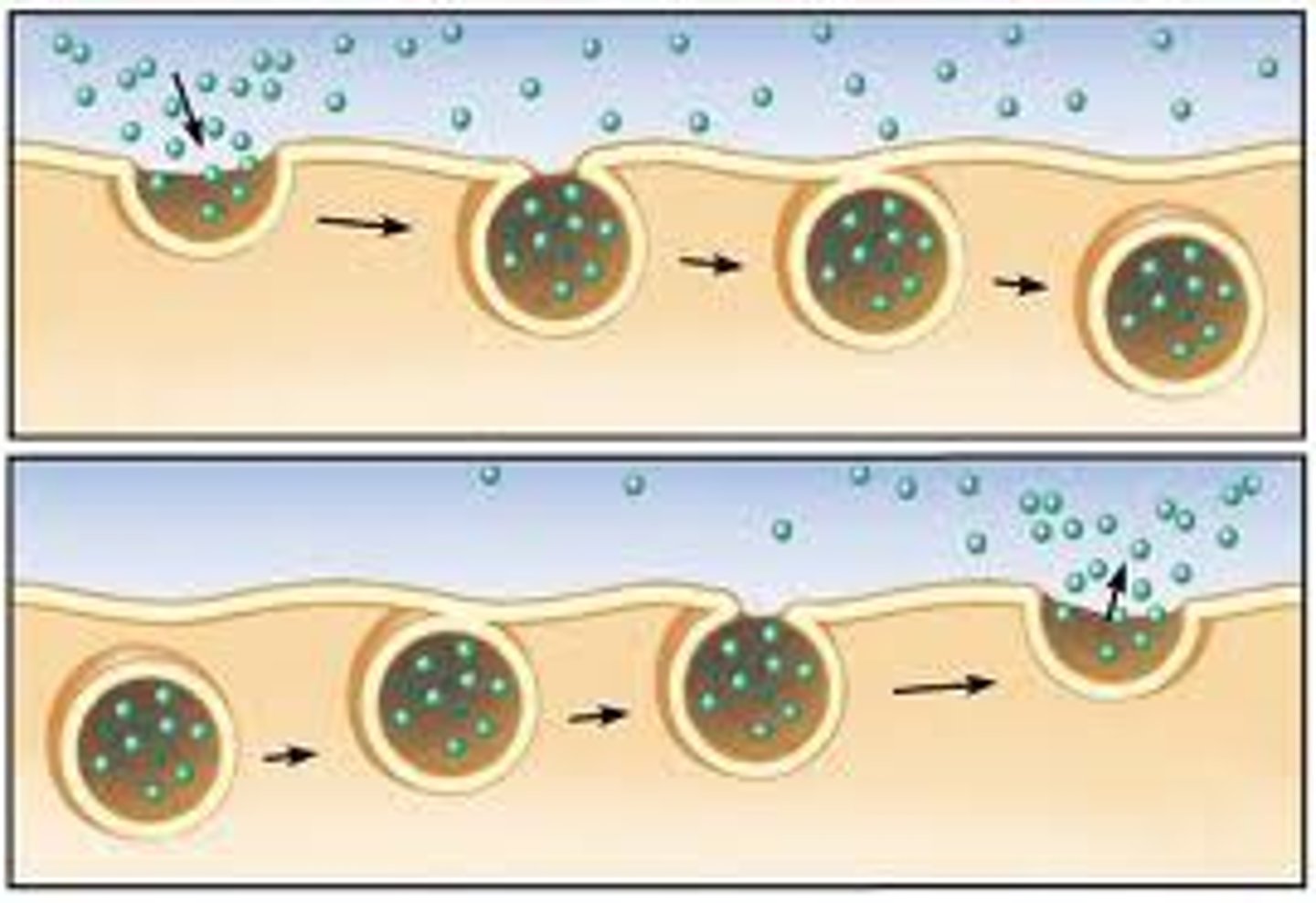 <p>Movement of materials into and out from the cell by vesicles.</p>