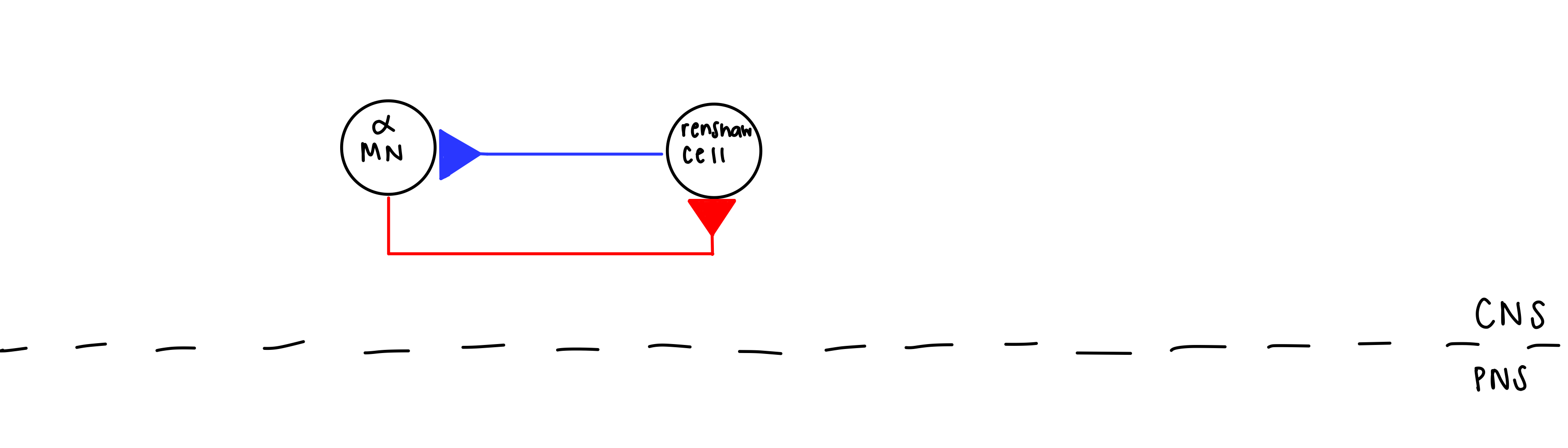 recurrent inhibition 

* renshaw cells