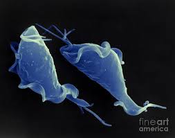 <p>What is this protist?</p>