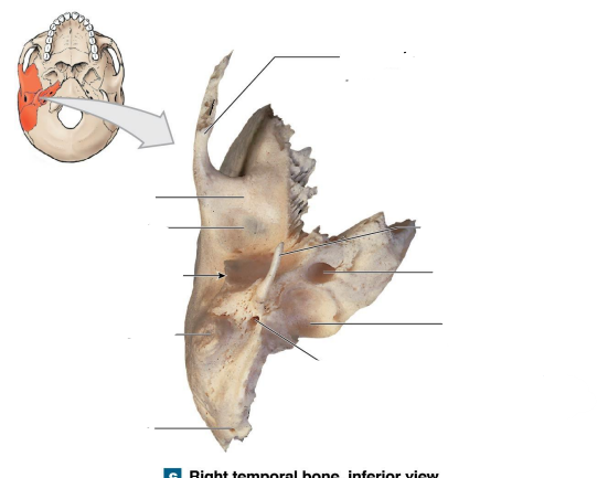<p>Where are the styloid process and stylomastoid foramen located? What are their functions?</p>