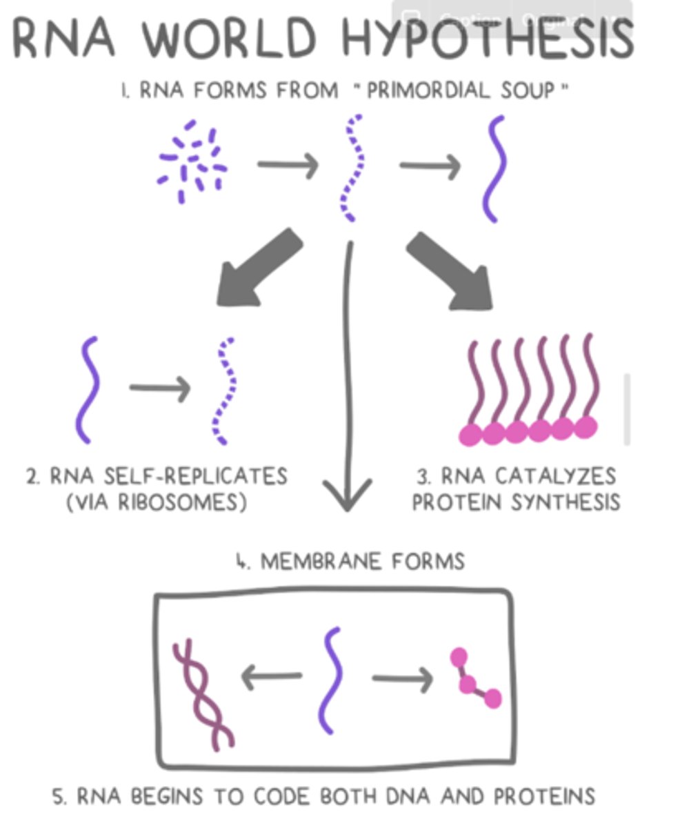 <p>· Proteins</p><p>- RNA makes proteins that can make better enzymes</p><p>- In interdependent partnerships, some proteins even make RNA using an RNA template</p><p>o RNA polymerases</p>