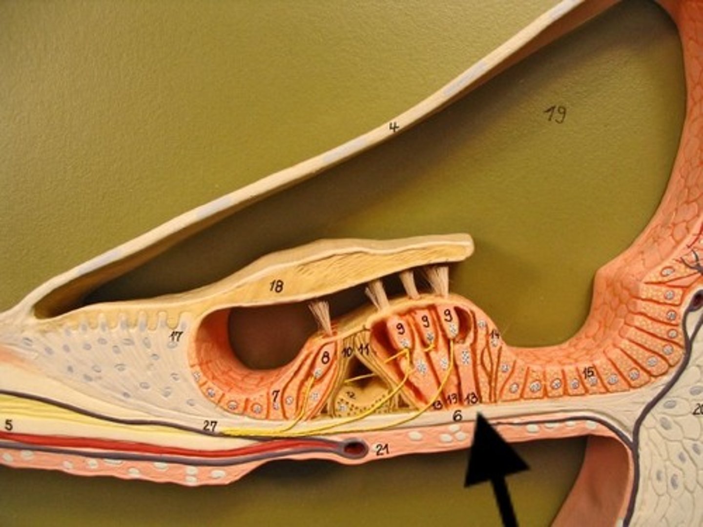 <p>part of the inner ear; divides the cochlea lengthwise; stiff near the oval window but becomes flexible by the other end; as the fluid in the cochlea begins to move, the basilar membrane ripples in response</p>