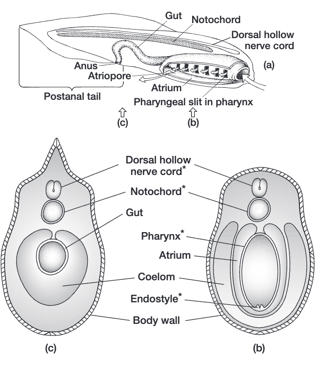 <ol><li><p>notochord (mesoderm)</p></li><li><p>pharyngeal slits (endoderm)</p></li><li><p>endostyle/thyroid gland (endoderm)</p></li><li><p>dorsal hollow nerve cord (ectoderm)</p></li><li><p>post anal tail and myomeres (mesoderm)</p></li></ol><p></p>