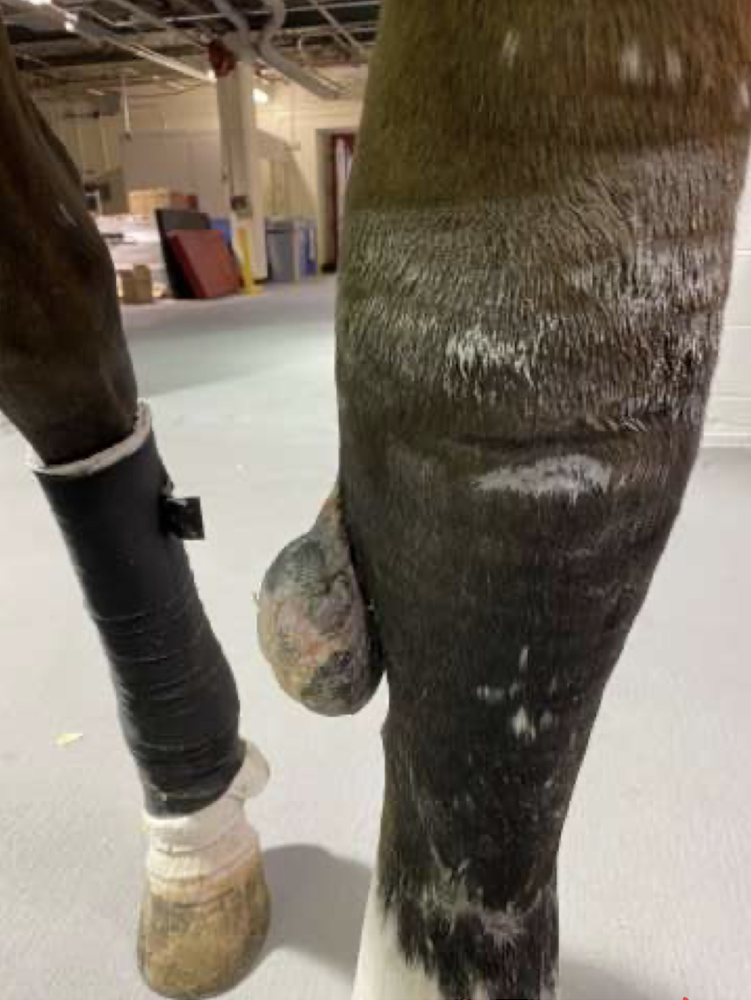 <p>What is this horse suffering from?</p>