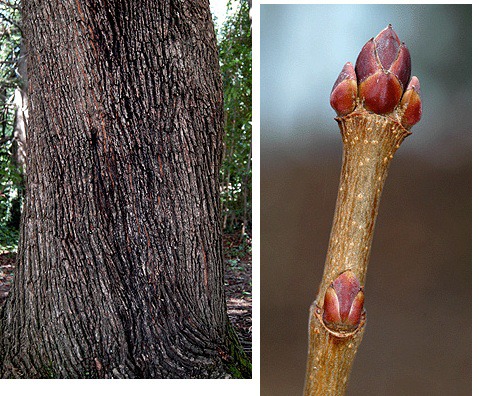 Blade: maple shape, 2 additional lobes, shallow sinus'
Reproductive: larger samara, lay almost flat, clump buds
Bark: starts grey smooth, small vertical cracks, with age furrows get bigger and deeper