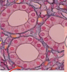 <p>Epithelial Tissue: What does the Kidney do?</p>