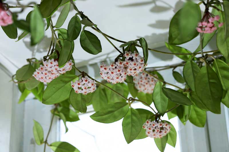<p>Wax Plant</p>