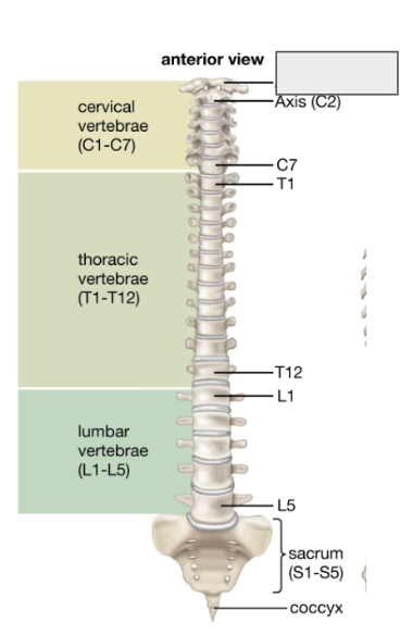 <p>Name the covered bone</p>
