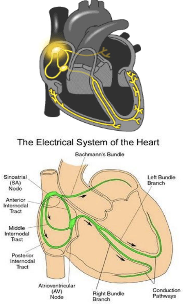 <ul><li><p>chambered heart with muscular ventricles which pump blood in body with pressure </p></li><li><p>these hearts are known as pressure pumps </p></li><li><p>the rhythm is set in specialized neuromyocardial cells within heart </p></li><li><p>known as myogenic hearts since contractions are produced spontaneously without requiring external stimulation from nerve cells </p></li></ul><p></p>