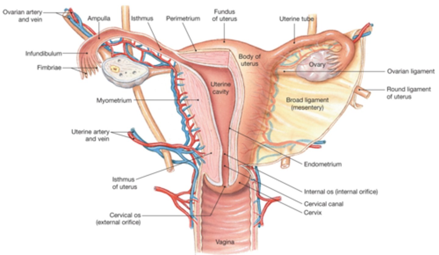 <p>the fertilised egg implants itself in the lining of the uterus to continue growing<br><br>baby grows and develops for 9 months of preg</p>