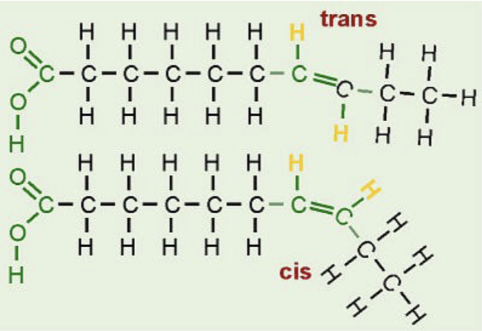 <ul><li><p>double bonds in unsaturated fatty acids</p><ul><li><p>cis or trans orientation</p></li><li><p>refers to placement of hydrogen atoms around the double bond</p></li></ul></li></ul>