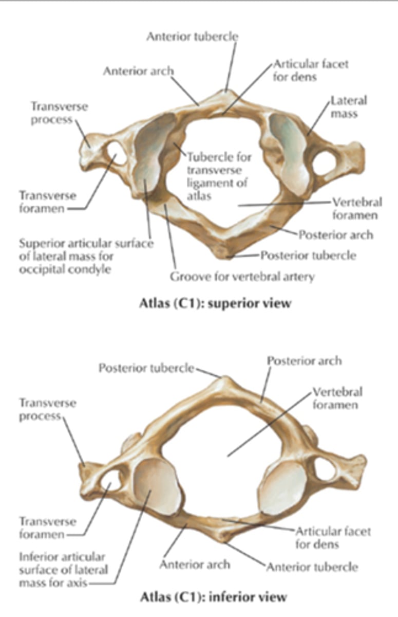 <p>- 1st cervical</p><p>2 features important for its articulation with other bones</p><p>ANTERIOR ARCH</p><p>- surface for articulation with the dens (C2)</p><p>LATERAL MASSES</p><p>- surface for articulation with the occipital condyles of the occipital bone</p>