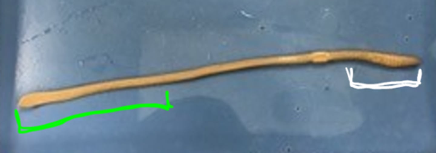 <p>What end is highlighted in green?</p>