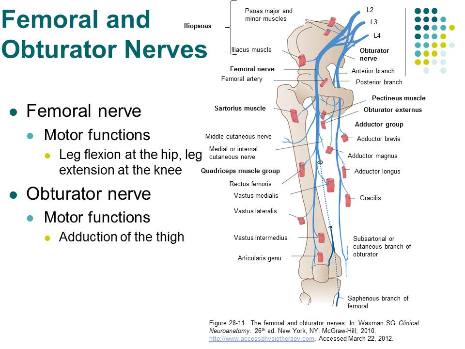 <p>femoral and obturator nerves</p>