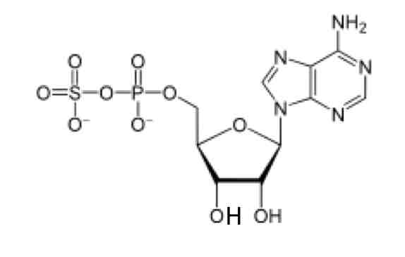 <p><strong>Which enzyme is required to form the following structure in Sulfation reaction? </strong></p><p>A. ATP-sulfurylase</p><p>B. APS-Kinase</p><p>C. Sulfotransferase</p><p>D. Sulfatase </p>