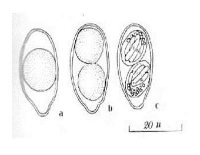 <p><em>Cystioisospora (Isospora) belli</em></p>
