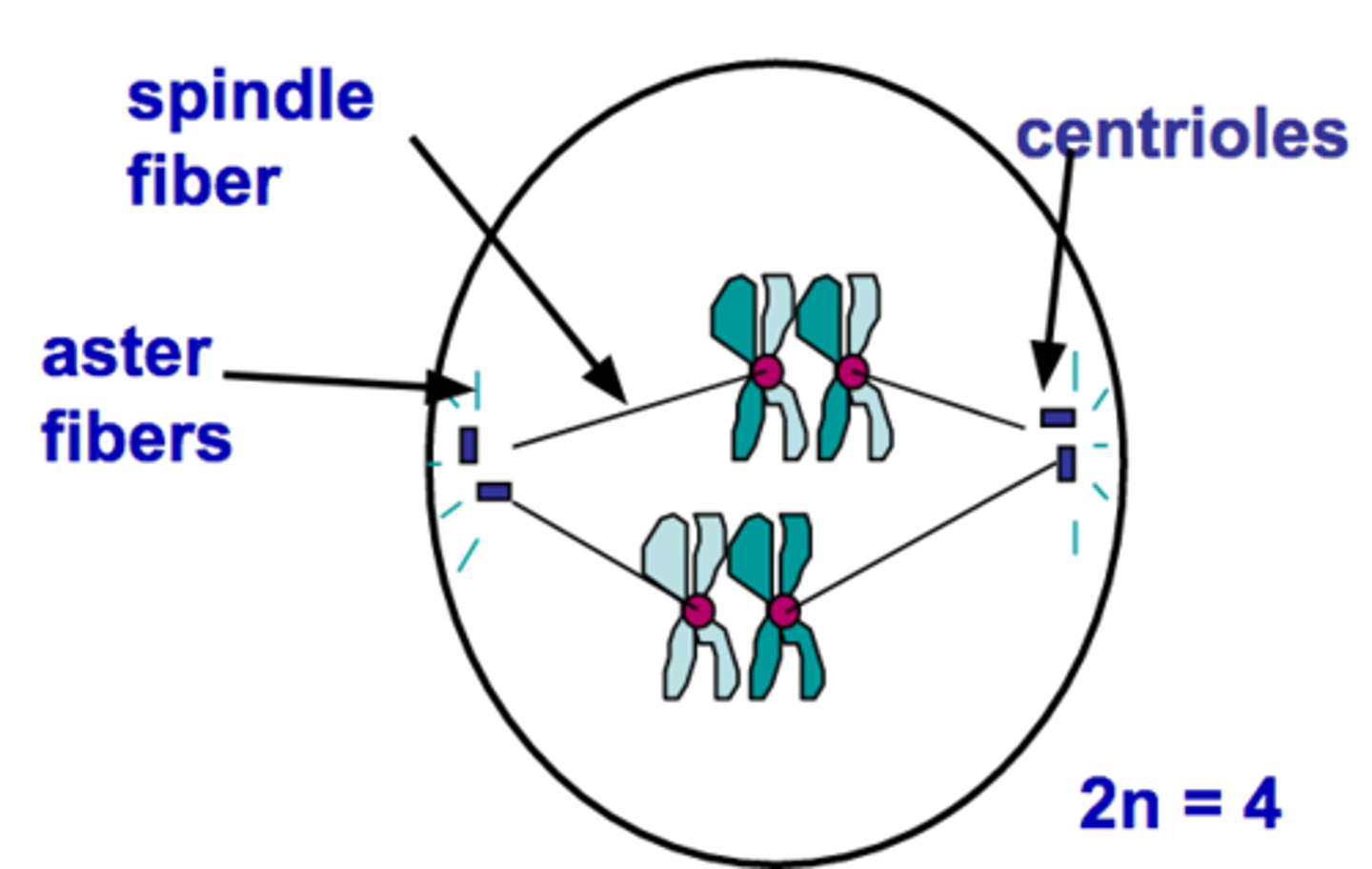 <p>Longest, most complex phase of meiosis; 90% of the meiotic process is spent in this phase; chromosomes condense; synapsis occurs and homologous chromosomes come together to form a tetrad; during synapsis, crossing over occurs and genetic material is exchanged between non-sister chromatids at site of crossover called chiasmata</p>