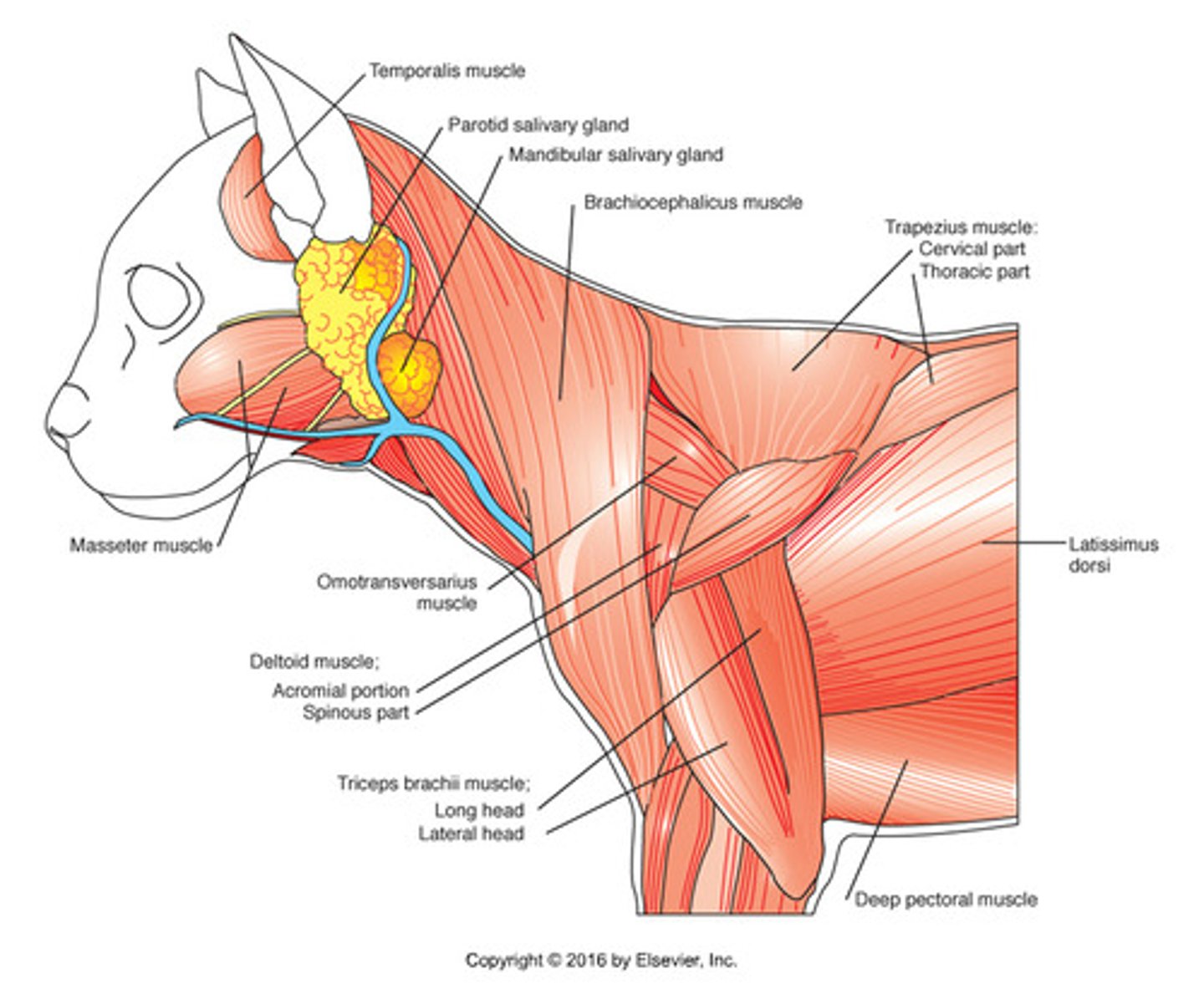 <p>Origin: Parietal bone of skull</p><p>Insertion: Coronoid process of mandible</p><p>Action: closes mouth when chewing</p>