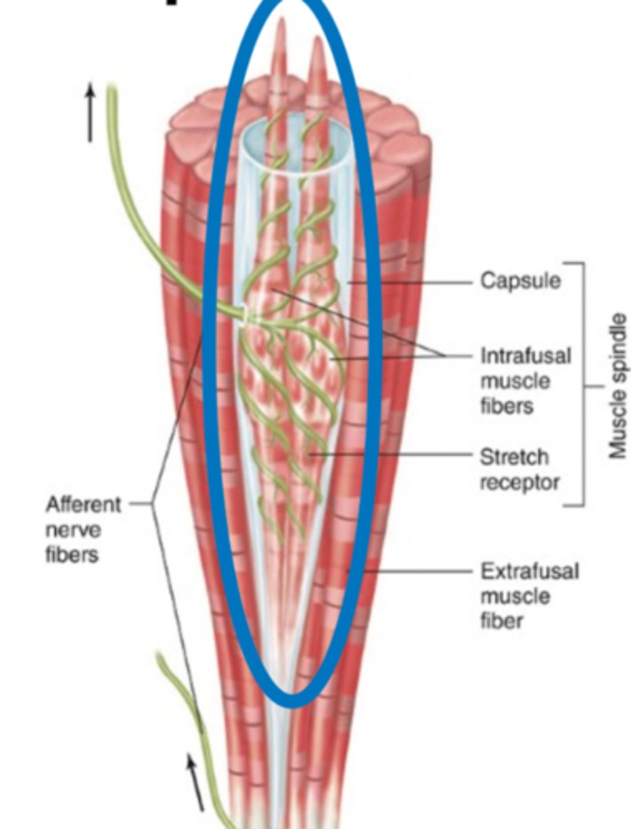 <p>What encapsulates a muscle spindle?</p>