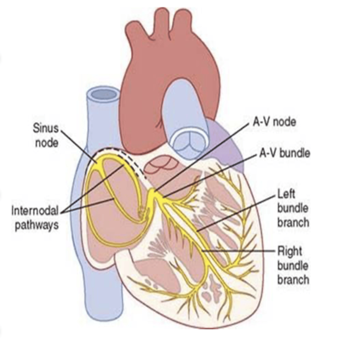 <p>what does the action potential of the cardiac cycle travel though and reach? </p>