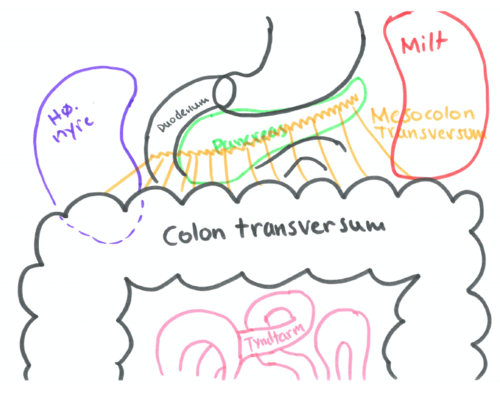 *Peritoneal forhold*
¤ Intraperitoneal
¤ Eget krøs, benævnt *mesocolon transversum* som er tilhæftet langs en transversal linje: pars descendes doudeni + pancreas
¤ Stor bevægelighed

*Topografi og relationer*
¤ Begynder og ender dybt men herimellem mere ventral pga. rygsøjlen
¤ U-formet slynge - Går som regel lige caudalt for umbilicus, men kan gå mere caudalt 

Opadtil: Leveren, galdeblære og curvatutra major

Fortil: Forreste bugvæg og omentum major

Nedadtil: Tyndtarmsslynger

Bagtil: Hø. nyres nederste pol, pancreas, nederste del af milt (ve. side), samt mesocolon transversum, ophængt til bageste bugvæg med krøs - mesocolon transversum