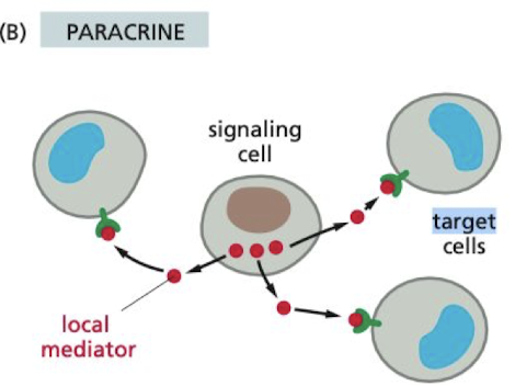 <p>signaling cell only acts on cells in the immediate area</p><ul><li><p>autocrine is when the cell is signaling to itself</p></li></ul>