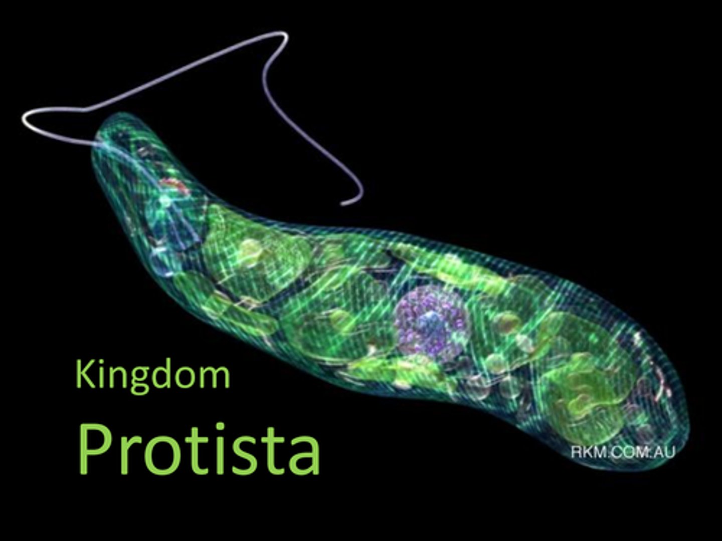 <p>Eukaryotic, often single-celled organisms.</p>