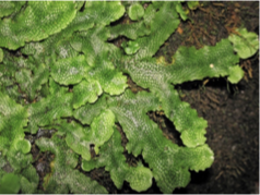 <p>Identify</p>