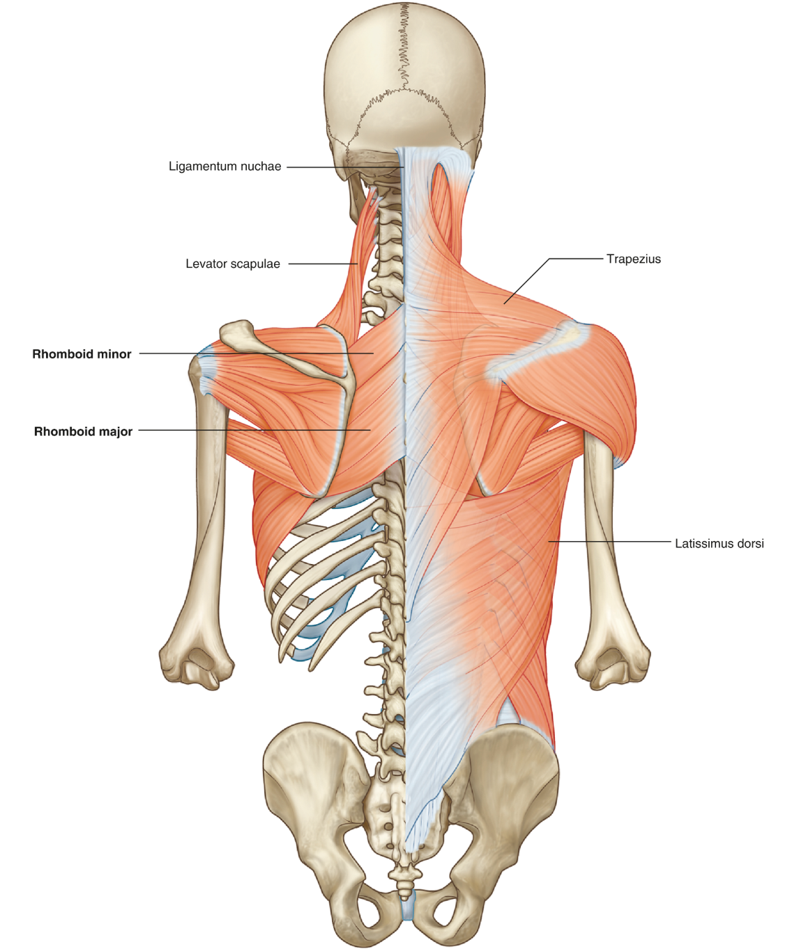 <p>Trapezius Muscle</p><ul><li><p>Attachment</p></li><li><p>Innervation</p></li><li><p>Function</p></li></ul><p></p>