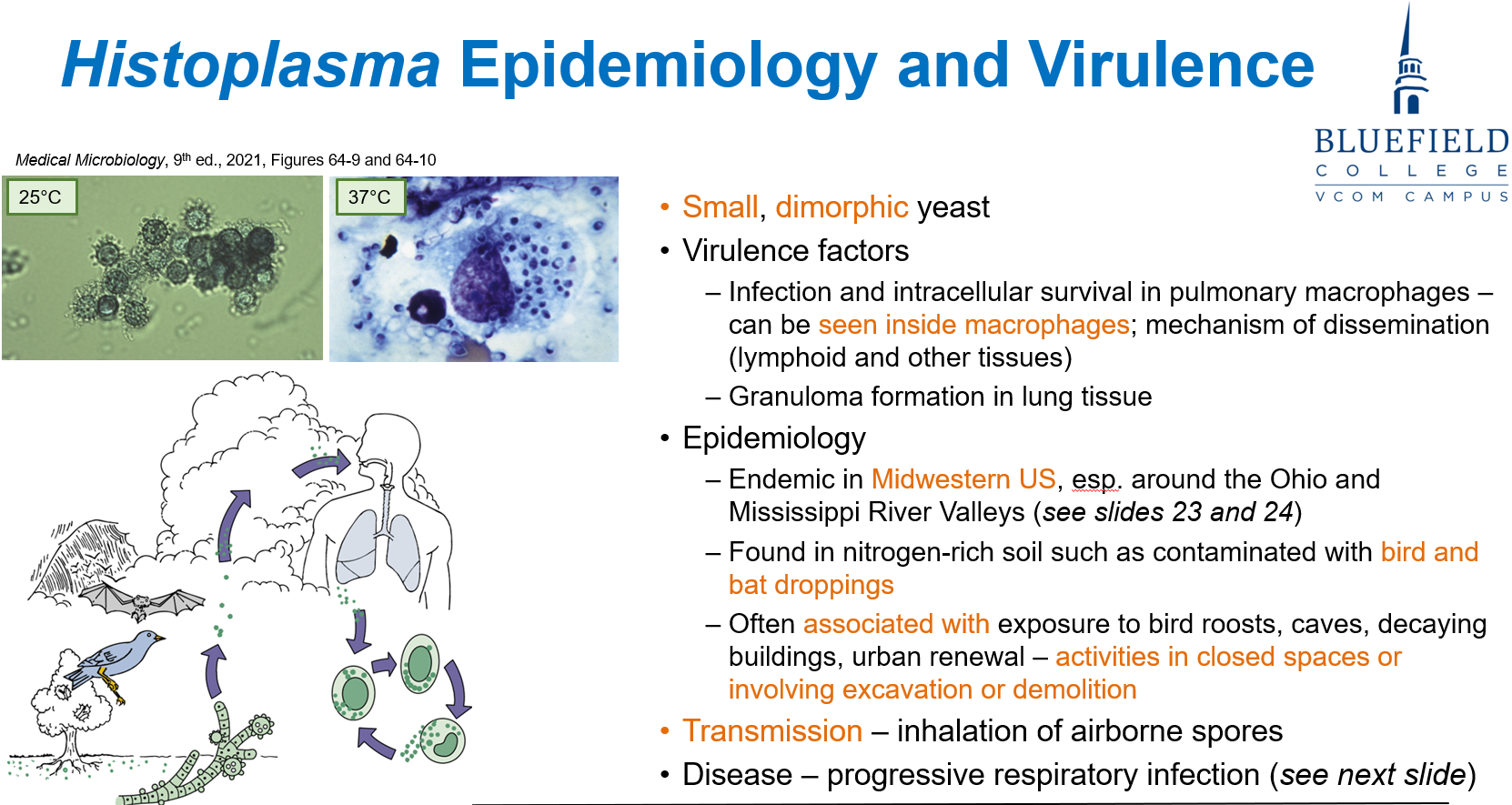 <p>B. <em>Histoplasma capsulatum</em><br></p><p><em>Histoplasma</em> is a <strong>dimorphic fungus</strong> that survives <strong>intracellularly</strong> in <strong>pulmonary macrophages</strong>.</p>
