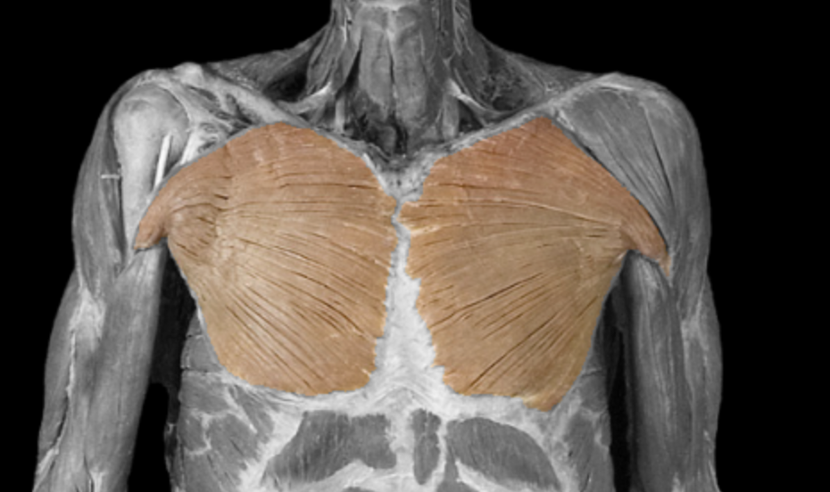 <p>What muscle is this?</p>