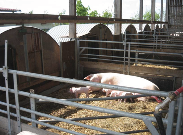 <p>Alternative to individual confinement for female pigs.</p><ul><li><p>Short-term, then allow sow to roam around in pen.</p></li><li><p>Group farrowing systems.</p></li><li><p>Two-stage systems:</p><ul><li><p>Using the crate for birth and early lactation and then allowing more freedom once piglets become established.</p></li></ul></li></ul><p></p>