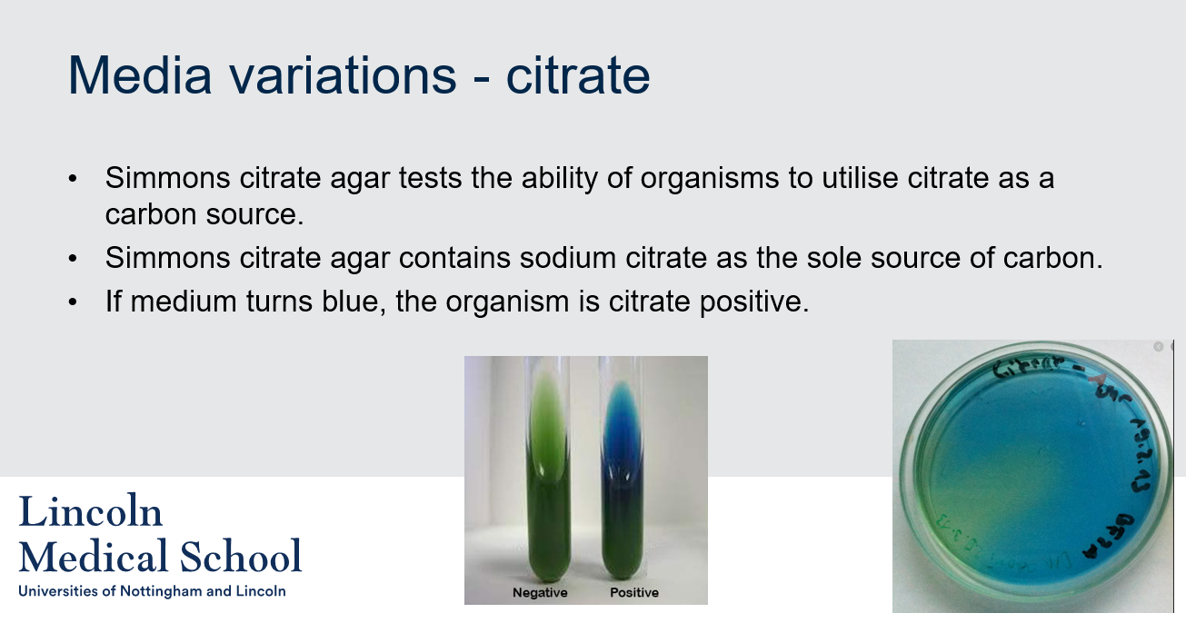 <p>Simmons citrate agar tests the ability of organisms to utilize citrate as a carbon source. Simmons citrate agar contains sodium citrate as the sole source of carbon. If medium turns blue, the organism is citrate positive.</p>