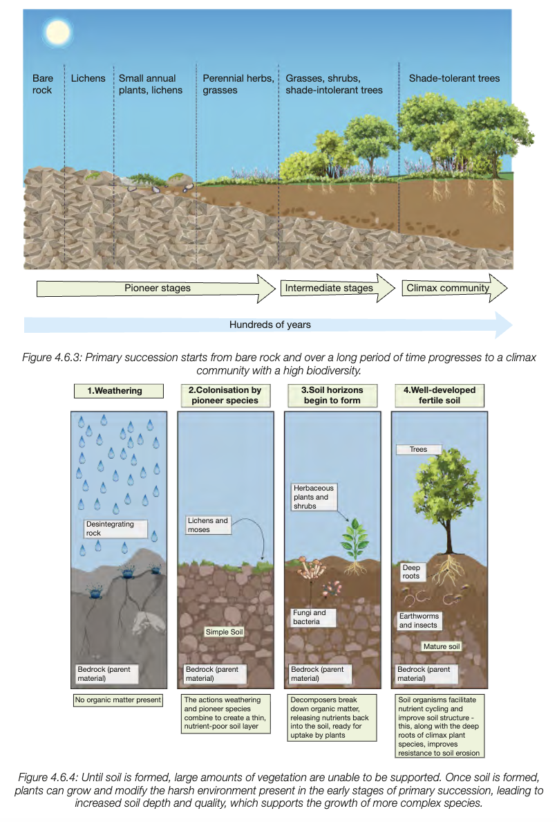 <ul><li><p class="my-2 [&amp;+p]:mt-4 [&amp;_strong:has(+br)]:inline-block [&amp;_strong:has(+br)]:pb-2">Primary succession starts in lifeless <mark data-color="yellow" style="background-color: yellow; color: inherit;">areas without soil</mark> (e.g. bare rock, retreating glaciers, volcanic islands).</p></li><li><p class="my-2 [&amp;+p]:mt-4 [&amp;_strong:has(+br)]:inline-block [&amp;_strong:has(+br)]:pb-2">Example: Galapagos Islands off the coast of Ecuador. (volcano underdasea)</p></li><li><p class="my-2 [&amp;+p]:mt-4 [&amp;_strong:has(+br)]:inline-block [&amp;_strong:has(+br)]:pb-2">Wind-blown spores of lichens and mosses settle in rock crevices and begin colonisation.</p></li><li><p class="my-2 [&amp;+p]:mt-4 [&amp;_strong:has(+br)]:inline-block [&amp;_strong:has(+br)]:pb-2">Dead lichens and mosses mix with eroded rock fragments to form simple soil.</p></li><li><p class="my-2 [&amp;+p]:mt-4 [&amp;_strong:has(+br)]:inline-block [&amp;_strong:has(+br)]:pb-2">Soil becomes stable and nutrient-rich, allowing grasses and small herbaceous plants to grow.</p></li><li><p class="my-2 [&amp;+p]:mt-4 [&amp;_strong:has(+br)]:inline-block [&amp;_strong:has(+br)]:pb-2">Plant roots stabilise soil and break down rock further, deepening the soil.</p></li><li><p class="my-2 [&amp;+p]:mt-4 [&amp;_strong:has(+br)]:inline-block [&amp;_strong:has(+br)]:pb-2">Death and decay of plants add nutrients and organic matter.</p></li><li><p class="my-2 [&amp;+p]:mt-4 [&amp;_strong:has(+br)]:inline-block [&amp;_strong:has(+br)]:pb-2">Small shrubs and animals colonise the developing ecosystem.</p></li><li><p class="my-2 [&amp;+p]:mt-4 [&amp;_strong:has(+br)]:inline-block [&amp;_strong:has(+br)]:pb-2">Mature soil forms, enabling the growth of trees dispersed by animals.</p></li><li><p class="my-2 [&amp;+p]:mt-4 [&amp;_strong:has(+br)]:inline-block [&amp;_strong:has(+br)]:pb-2">After hundreds of years, a rich, stable climax community develops from bare rock.</p></li></ul><p></p>